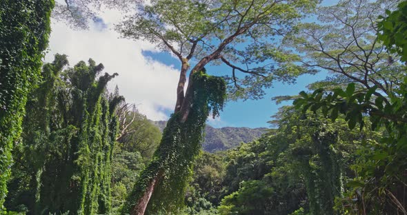 Hiking In The Rainforest POV 4K