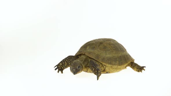 Turtle Isolated on a White Background at Studio.