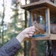 Female hand puts food for squirrels in the feeder in the forest - VideoHive Item for Sale