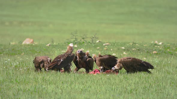 Wild Vulture Herd Eating a Dead Animal Carcass