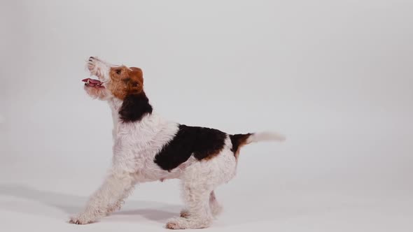 Jumping Fox Terrier in the Studio on a White Background in Slow Motion. The Dog Merrily Wags Its