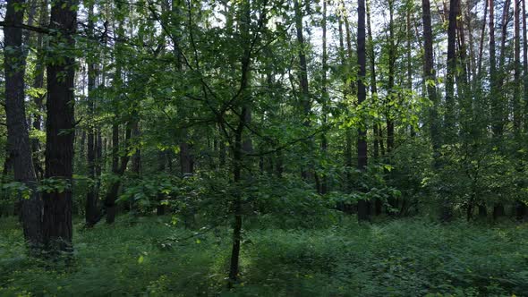 Summer Forest with Pine Trees Slow Motion