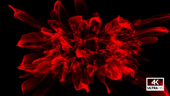 Abstract Flower Blooming Animation Red