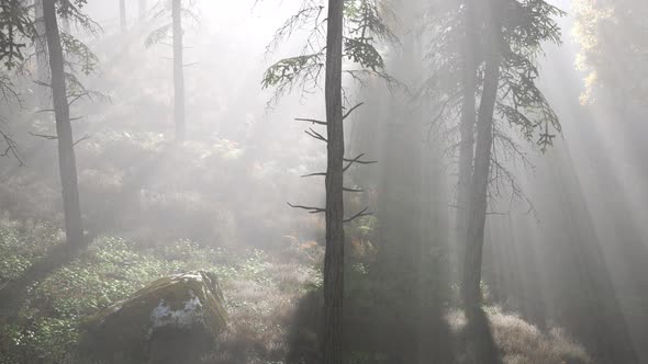 Bright Early Morning Forest in Mountains