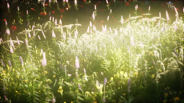 Wild Flowers in the Field