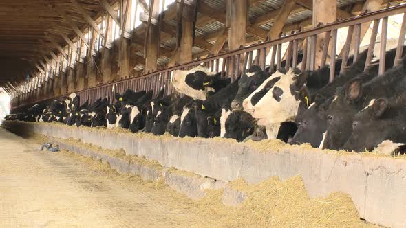 Cows eat hay in the barn, milk production