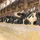 Cows eat hay in the barn, milk production - VideoHive Item for Sale