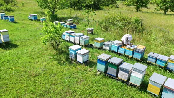 Apiary in summer. Wooden hives on green grass among nature.