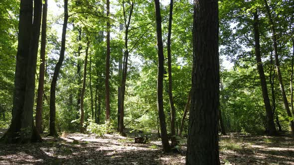 Forest with Trees on a Summer Day Slow Motion