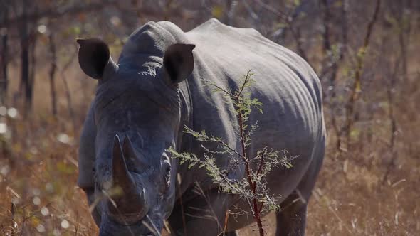 Closeup of a a young male rhino