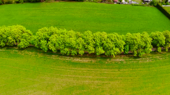 Drone Video of an Tree Alley