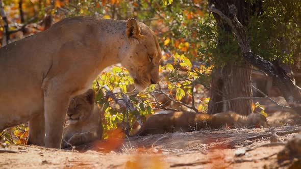 African lion in Kruger National park, South Africa