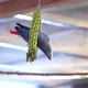 Colorful Parrot Sitting on a Rope - VideoHive Item for Sale