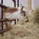 A Young Goat Eats Hay in a Barn Sticks Its Head Over a Fence and Gets Food - VideoHive Item for Sale