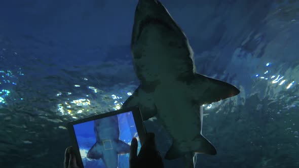 Shooting Shark with Digital Tablet in Oceanarium