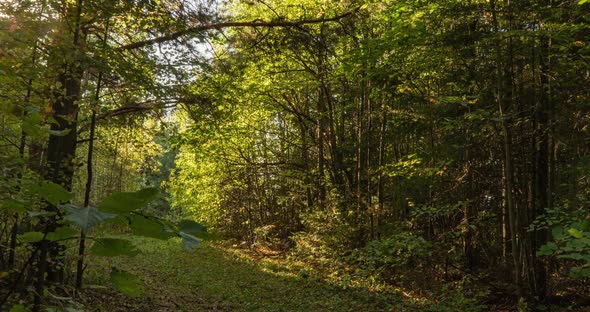 Green Forest. Pine Trees Fairy Forest. Trees Pattern. Camera Movement Inside the Forest. Wonderful