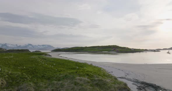 Aerial arc around seagull breeding ground in arctic, Sommaroy, Summer Island