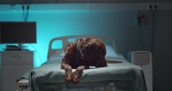 Portrait of Brown Labrador Dog Lying on Empty Hospital Bed of Dead Owner