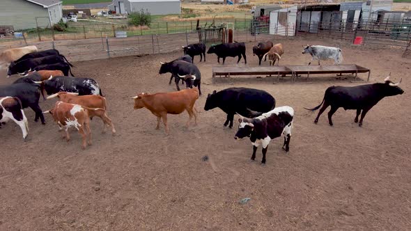 Running, pushing and playing these bulls are very active.