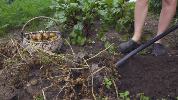 Harvesting Potatoes. Gardener Woman is Digging Vegetable Crop