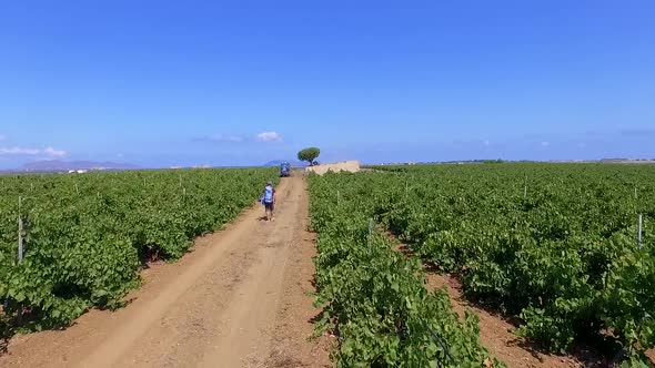 Aerial view of a vineyard field