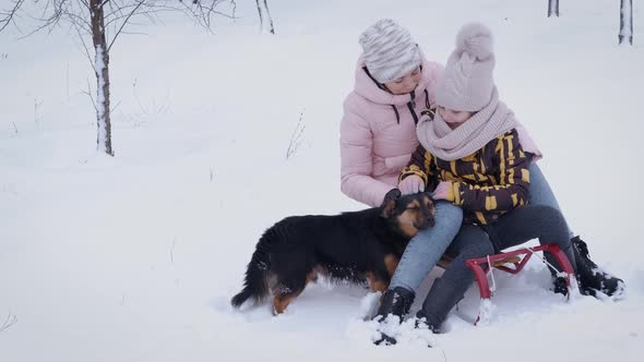 Enjoy the Dog in Winter