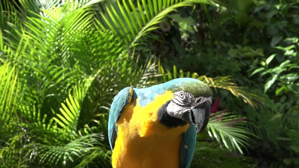 Blue and Yellow Parrot (Macaw ). Wildlife scene from tropical forest. Closeup shoot.