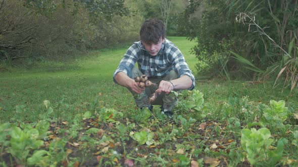 Young male gardener inspecting home grown turnips for harvesting. MEDIUM WIDE SHOT