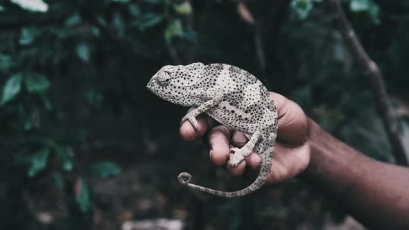 Chameleon Sitting in Black Man Hand African Holds Funny Lizard in Palm Zanzibar