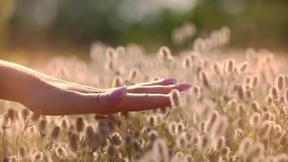 Woman Hand Touching Wildflower. Hand Touches Grass In Wild Field. Girl On Meadow. Touches Flowers