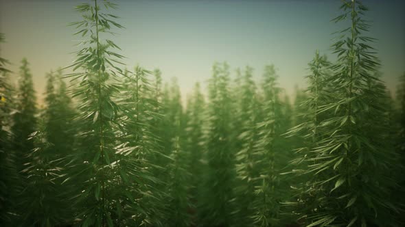 Field of Green Medial Cannabis