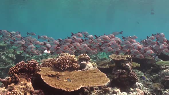 Shoal of red Snapper swimming over coral reef in the Maldives