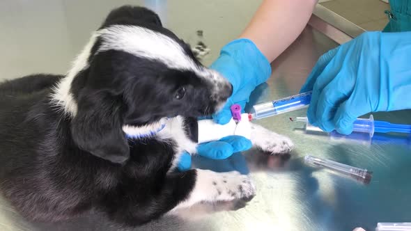 The Work of a Veterinarian in a Modern Clinic