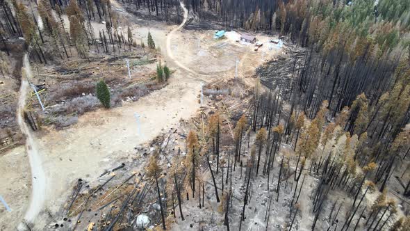 Forest in a ski resort without snow after a wildfire, dead trees, California Sierra at Tahoe