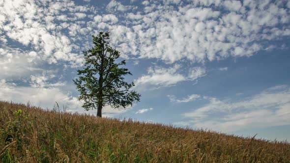 Tree and Clouds