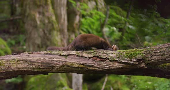 European Pine Marten Eating on Overturned Tree in the Woods