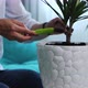 Young Woman Transplants Domestic Flower Into New Pot at Home - VideoHive Item for Sale