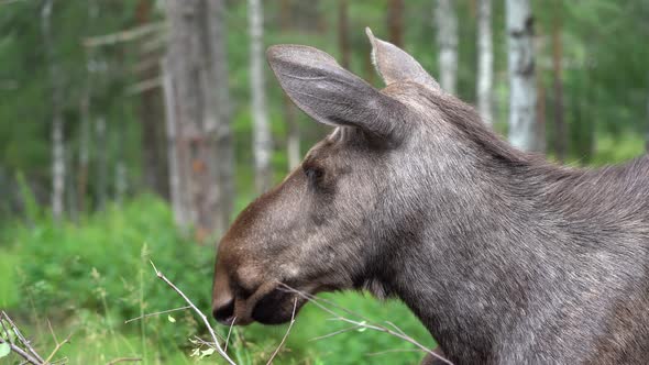 Beautiful closeup headshot of female moose in Norwegian forest - Shallow focus with green grass and