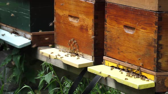 Wooden beehive and bees. Close up of flying bees.