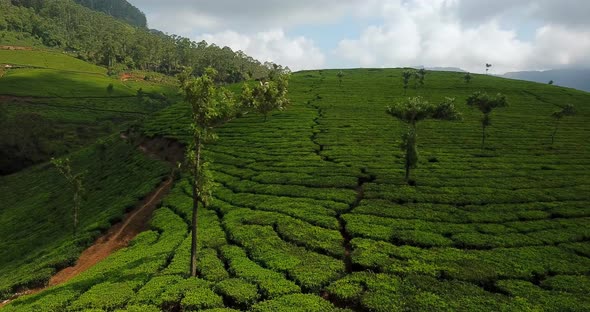 Experience the tea plantation green hills located in Munnar rural attraction in India Kerala with la