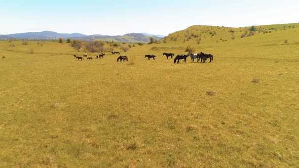 Flight Over Wild Horses Herd on Mountain Meadow