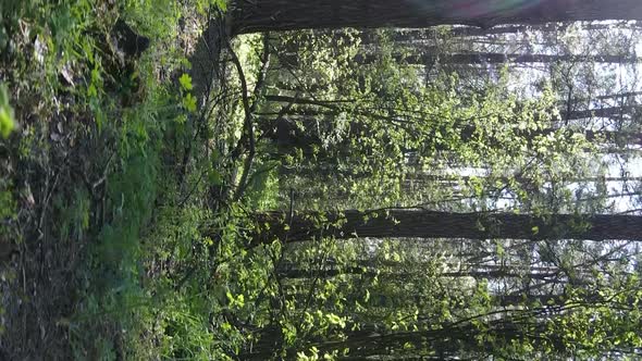 Vertical Video of Green Forest During the Day