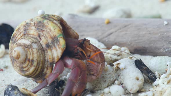 Hermit Crab Crawling on the Beach