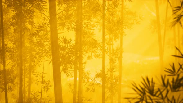 Asian Bamboo Forest with Morning Fog