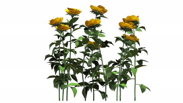 Growing Yellow Rose Flower alt