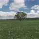 Beautiful panorama with field of white daffodils. - VideoHive Item for Sale