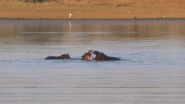 Hippos Play Fighting - Kruger National Park