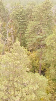 Vertical Video Trees in the Autumn Forest in the Afternoon