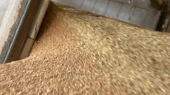 Pouring Cereals and Grains, Close Up.