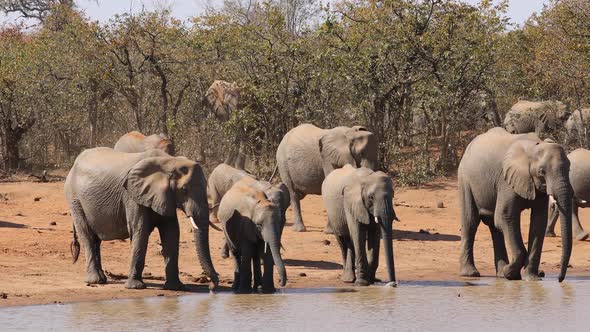 African Elephants Drinking Water - Kruger National Park